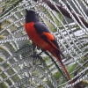 Grey-chinned Minivet xjTVENC