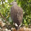 Grey-headed Fish Eagle �E�I�N�C���V