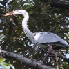 Grey Heron AITM