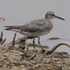 Grey-tailed Tattler �L�A�V�V�M