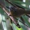 Grey-throated Babbler nCmh`h