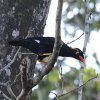 Hill Myna �L���E�J���`���E