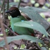 Hooded Pitta YOC`E