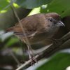 Horsfield's Babbler �Y�O�����W�`���h��