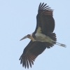 Lesser Adjutant RnQRE