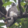 Lesser Fish-eagle REINCV