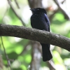 Lesser Racket-tailed Drongo qJUIE`E