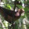Little Cuckoo-dove �q���I�i�K�o�g