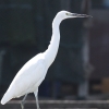 Little Egret RTM