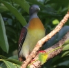 Little Green Pigeon `rAIog