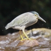 Little Heron TTSC