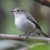 Little Pied Flycatcher