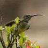 Little Spiderhunter �R�N���J���h��