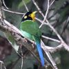 Long-tailed Broadbill �I�i�K�q���n�V