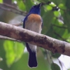 Malaysian Blue-Flycatcher }[VAqAIq^L