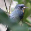 Mangrove Blue Flycatcher �}���O���[�u�q���A�I�q�^�L