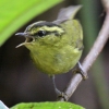 Mountain Leaf Warbler ~i~VNC