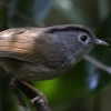 Mountain Fulvetta }O`h