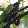 Moustached Hawk-Cuckoo �`���C���W���E�C�`