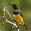 Olive-backed Sunbird Lo^CE`E