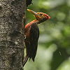 Orange-backed Woodpecker �A�J�n���R�K�l�Q��