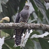 Oriental Cuckoo cch