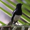 Oriental Magpie Robin VL`E