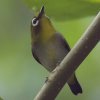 Oriental White-Eye �n�C�o�����W��