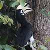 Oriental Pied Hornbill L^JTTMTC`E