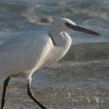 Pacific Reef-Egret �N���T�M