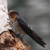 Pacific Swallow ELEco