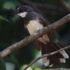 Pied Fantail iIrIEMq^L