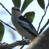 Pied Triller }_iLTVENC