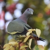 Pink-necked Green Pigeon RAIog