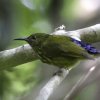 Purple-naped Sunbird ���i�t�^�C���E�`���E