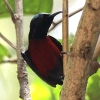 Purple-throated Sunbird lAJ^CE`E