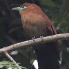 Raffle's Malkoha �N���C���o���P�����h�L