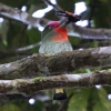 Red-bearded Bee-eater lAJn`NC