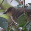 Red-eyed Bulbul �A�J���`���C���q��