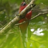 Red-headed Trogon �Y�A�J�L�k�o�l�h��