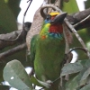 Red-throated Barbet mhAJSVLh