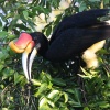 Rhinoceros Hornbill �T�C�`���E