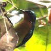 Ruby-cheeked Sunbird �z�I�A�J�R�o�V�^�C���E�`���E