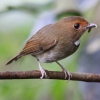 Rufous-browed Flycatcher