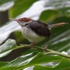 Rufous-tailed Tailorbird �Y�A�J�T�C�z�E�`���E