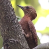 Rufous Woodpecker N`Q