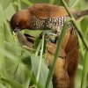 Scaly-breasted Munia V}Lp