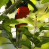 Scarlet-rumped Trogon �R�V�A�J�L�k�o�l�h��
