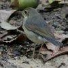 Siberian Blue Robin �R����