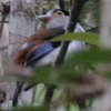 Silver-breasted Broadbill MlqnV